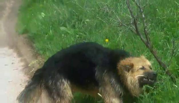 Макс Носи Дърва За Огрев