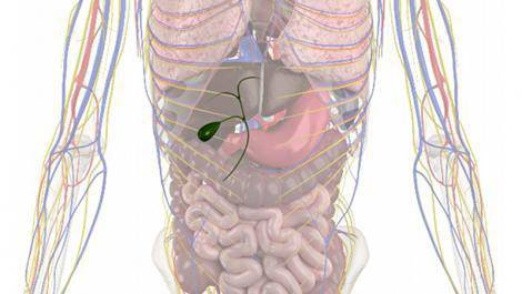 Кои са причините за камъни в жлъчката