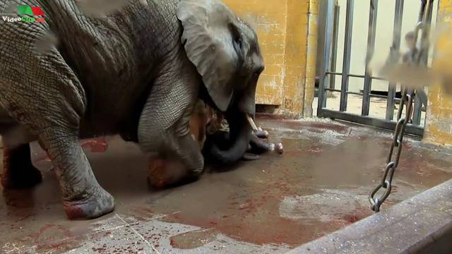 Раждане на Слонче