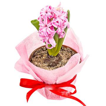 Саксийните цветя в дома и тяхното отглеждане