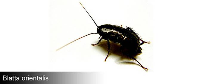 Унищожаване на хлебарки