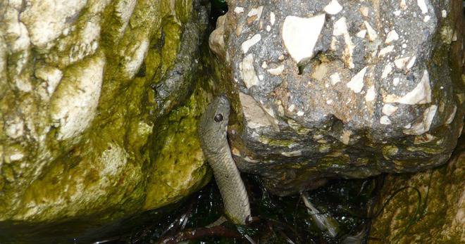 ЗМИИ ПЛУВАТ В МОРЕТО В БАЛЧИК RAZLICHNITENOVINIVSNIMKI НОВИНИТЕ САМО В СНИМКИ-РАЗЛИЧНИТЕ НОВИНИ