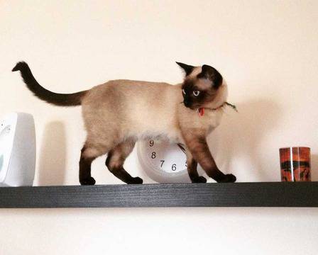 Варненка издирва котката си във фейсбук (снимки)