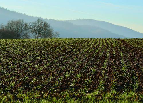 Забраняват чужденци да купуват земя в България