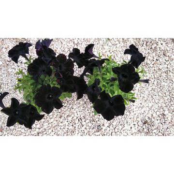 Черна Петуния