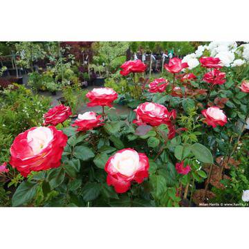 Роза стам ROSA NOSTALGIE