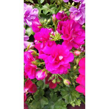 Каскадно мушкато сакъз цикламено