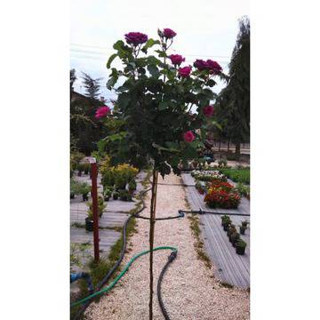 РОЗА МИНЕРВА ROSA MINERVA STAM