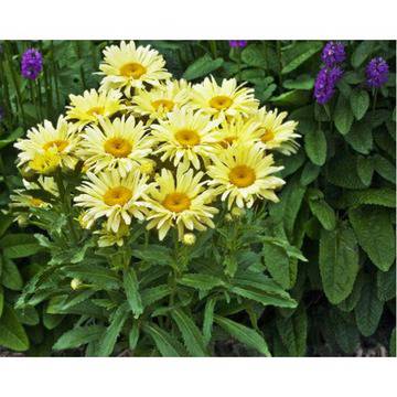КАТ.№ 200061 Leucanthemum ‘Banana Cream’ маргарита бананов крeм