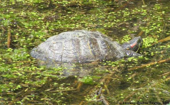 Откриха червенобуза костенурка в Атанасовското езеро