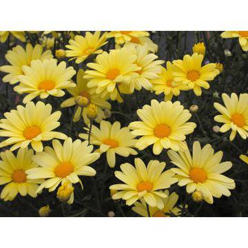 ARGYRANTHEMUM – BUTTERFLY YELLOW Аргирантемум