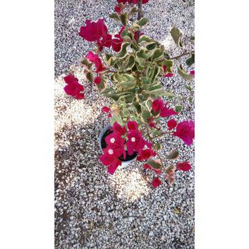 Bougainvillea бУгенвилея Бугенвилия