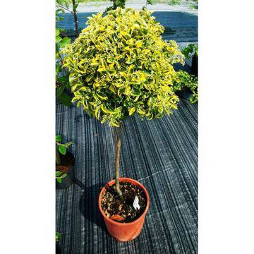 Евонимус Топиар