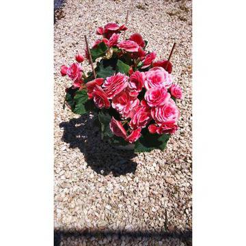 Бегония Елатиор Begonia Elatior