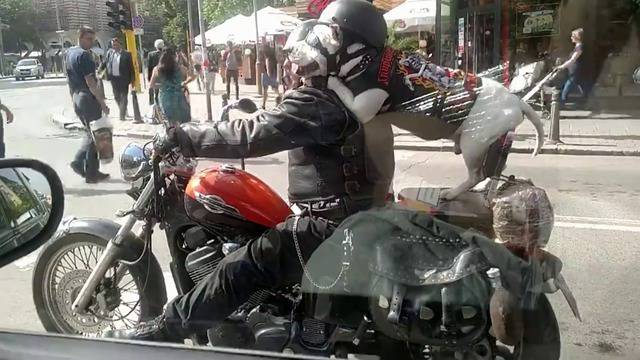 Куче с рокерска екипировка