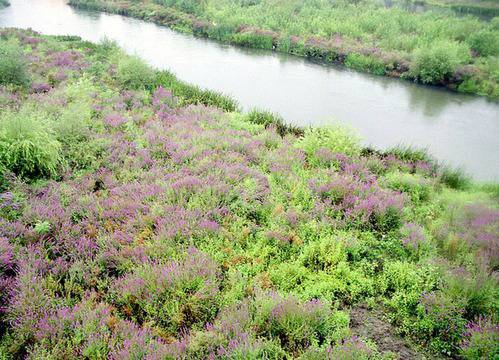 България е на първо място по износ на билки