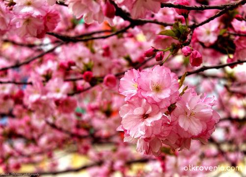 Христо Стефанов (ico10) – Пролет в изобилие – фотография