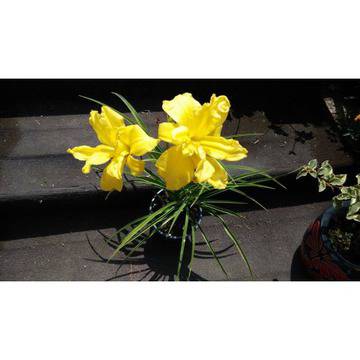 Hemerocallis Хамерокалис