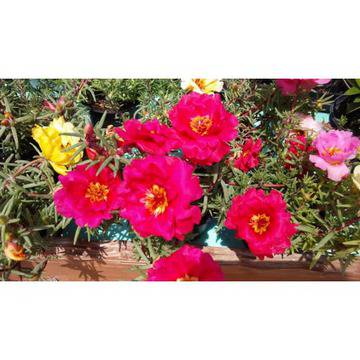 Калдарумче кичесто Portulaca grandiflora