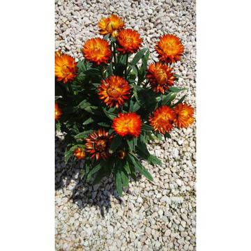 Хелихризум Helichrysum