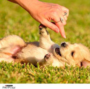 УМЕЕТЕ ЛИ ДА ИГРАЕТЕ С ВАШИЯ ЛЮБИМЕЦ