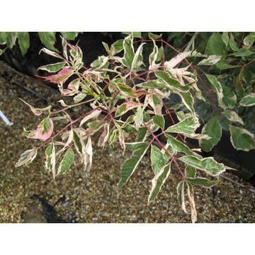 КЛЕН ФЛАМИНГО