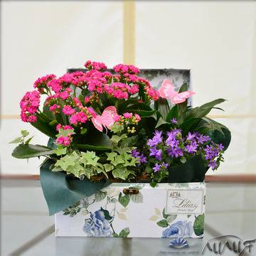 Аранжировки с цветя – Аранжировки със саксийни растения – Аранжировка с драцена и каланхое в кутия – Безплатна доставка на…