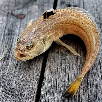 Топ 5 на най-смъртоносните животни в България