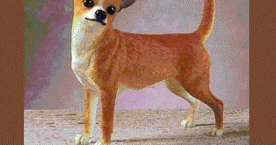 Кучета – домашни любимци: Чихуахуа – най-малката декоративна порода кучета.