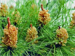 По-добър баланс с боров прашец от древни времена до наши дни