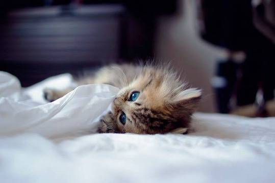 Най-фотогеничното коте в света