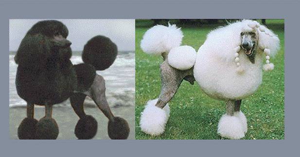 Кучета – домашни любимци: Пудел (Poodle) – предимно декоративна порода куче.