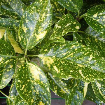 РАЗПРОДАЖБА Aucuba Japonica Variegata АКУБА