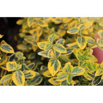 РАЗПРОДАЖБА Euonymus fortunei ‘Emerald Gold’ ЕВОНИМУС