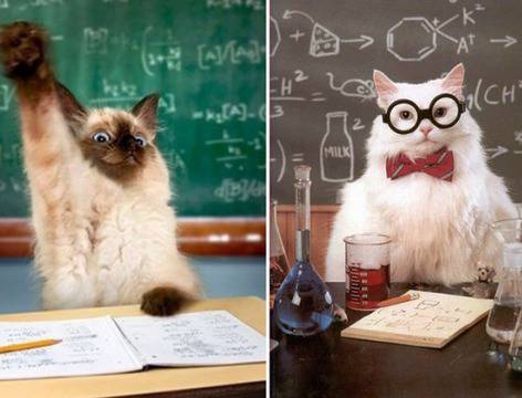 IQ-то не е мярка за истинската интелигентност. Вижте защо!