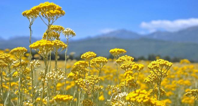 Безсмъртниче – цветето като птицата Феникс