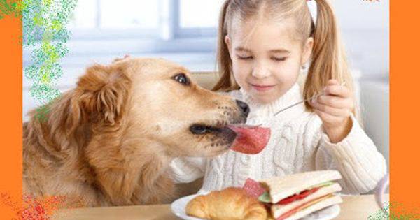 Кучета - домашни любимци: Хранене на куче.