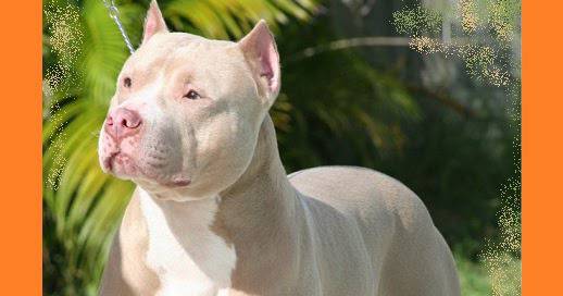 Кучета – домашни любимци: Американски пит-бул-териер (American Pit Bull Terrier).