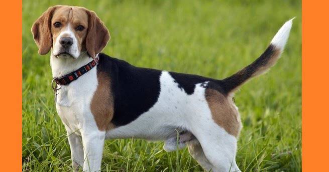 Кучета – домашни любимци: Бигъл хариер (Beagle Harrier) – най-малката порода хрътки.