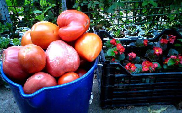 Биволско сърце не е забранен, но отдавна е сменен доброволно с Пилешки мозък