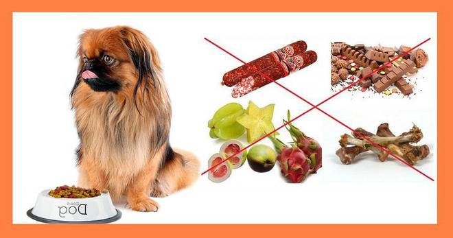 Кучета – домашни любимци