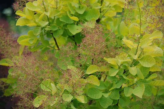 Лечебни билки за хемороиди