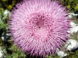 Билки за потентност