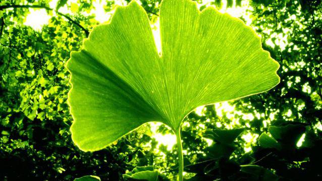 Билки за високо кръвно.