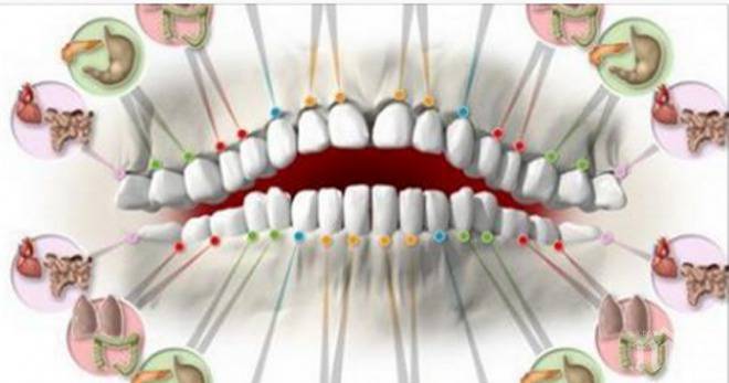 Всеки зъб е свързан с различен орган от нашето тяло и издава характера на човека! Вижте как да ги разпознаете!