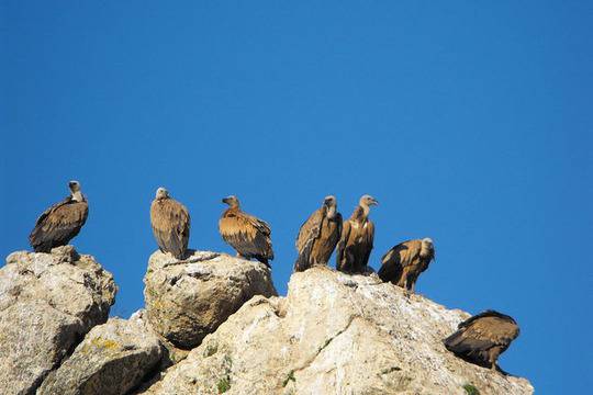 Като лешояди над мърша