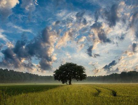 Притча за дървото на желанията