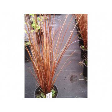 КАТ.№ 200011 РАЗПРОДАЖБА Carex buchananii Red Rooster Карекс Червен петел