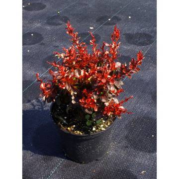 Berberis th. ‘Bagatelle’ декоративни растения онлайн