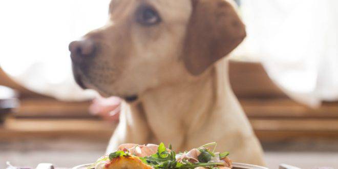 На ресторант с кучето